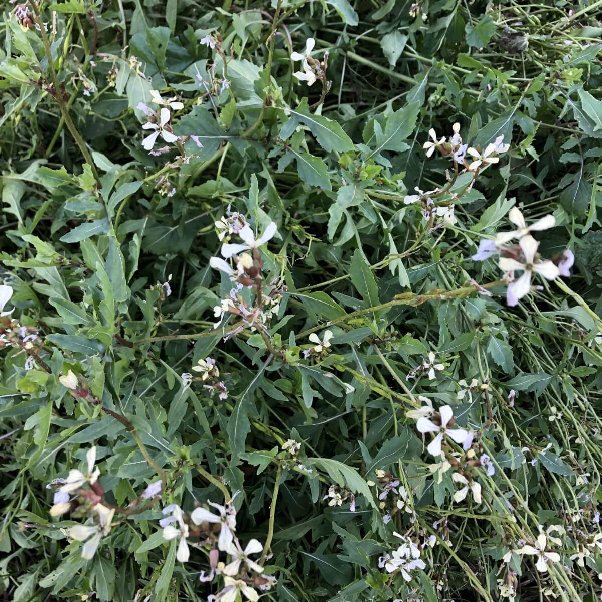 arugula plant with blossoms