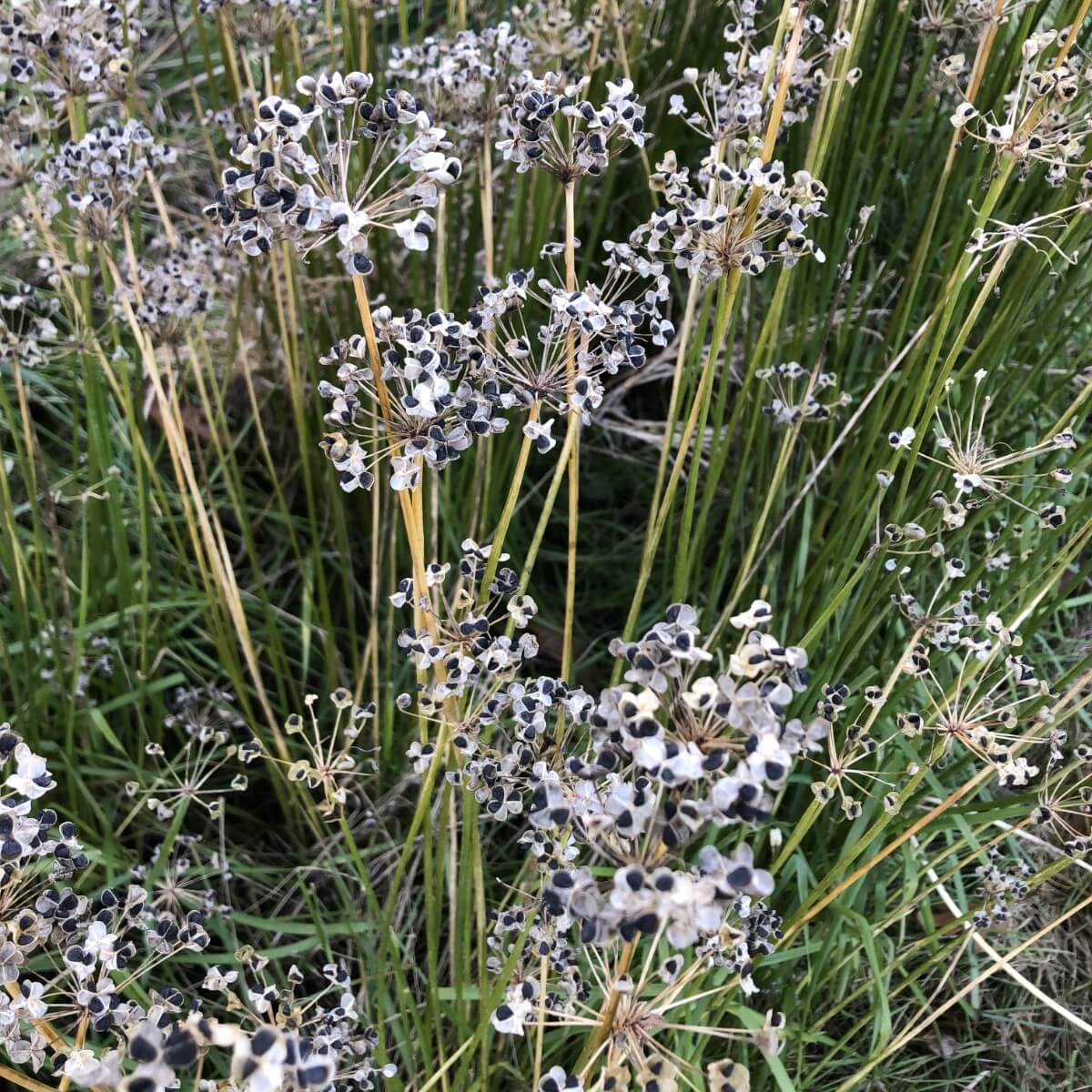 dried heads of chives with opening blossoms and black seed centers