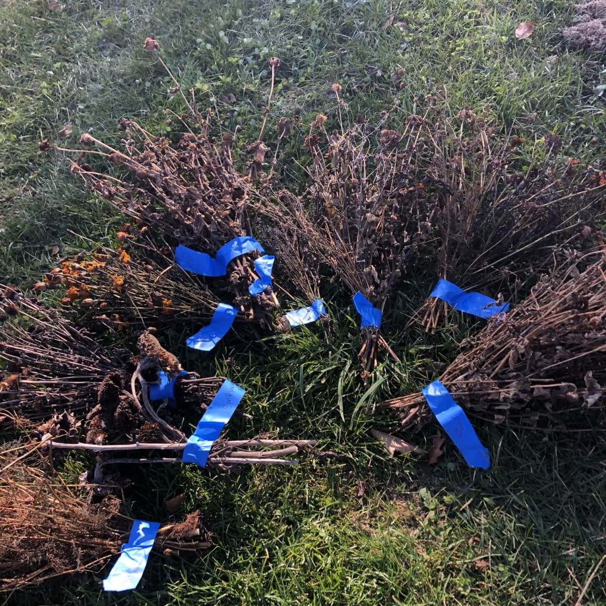 several bundles of cut dried flower stalks with seeds for curing