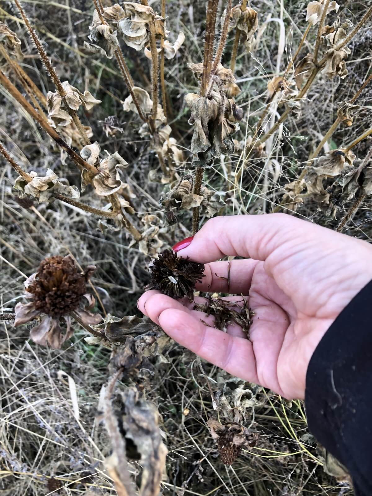 collecting seeds by rubbing off dried flower head