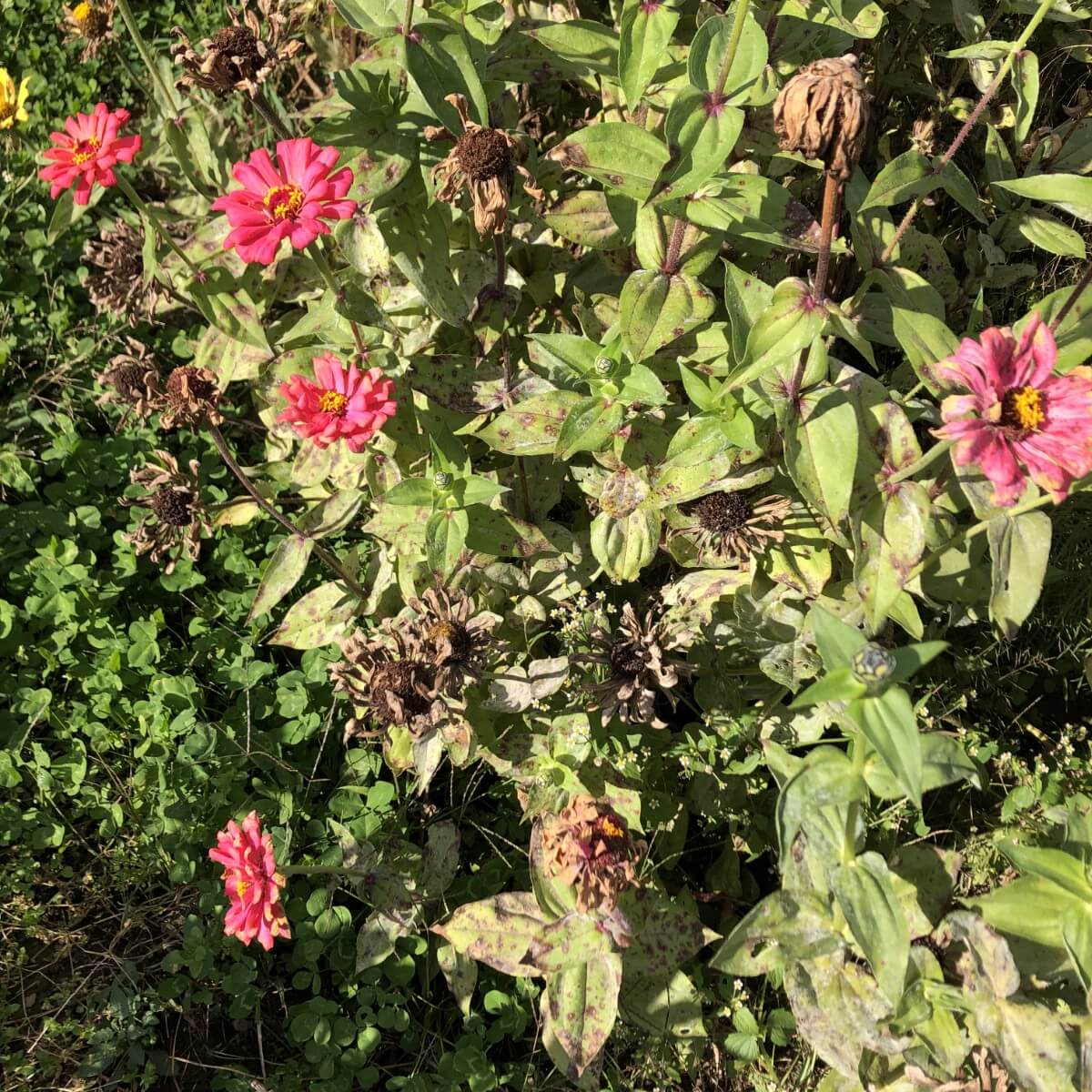 dried seeds and flowers in bloom on zinnia plant