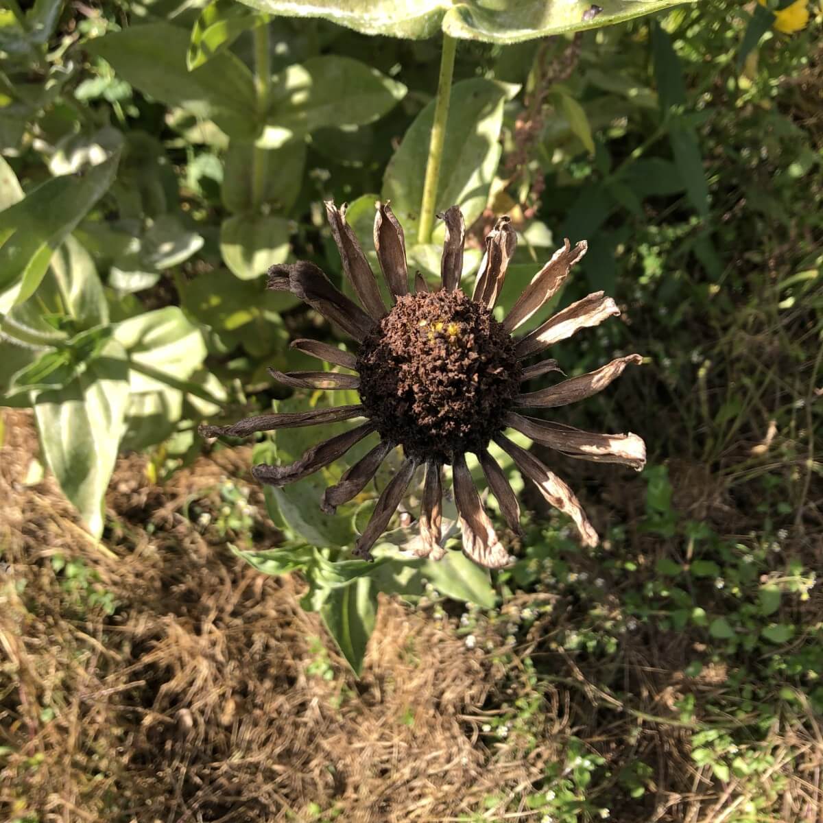 Dead, dried flower with dried head of seeds in the middle of dried petals