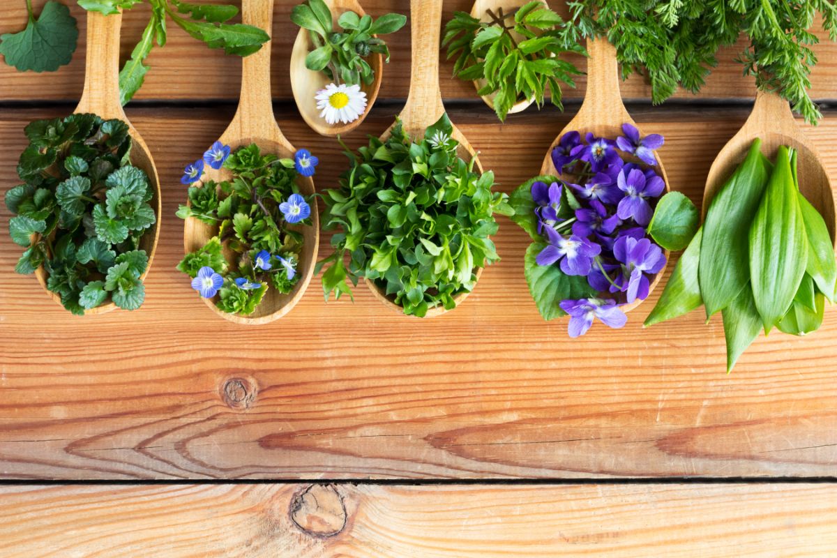wooden spoons in a line filled with edible perennial flowers and leaves