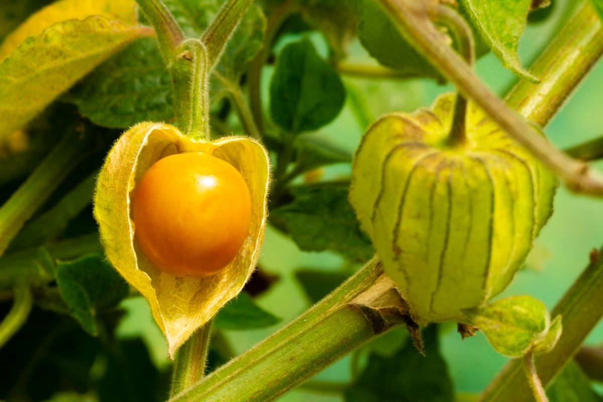 small orange-yellow ground cherry inside papery husk