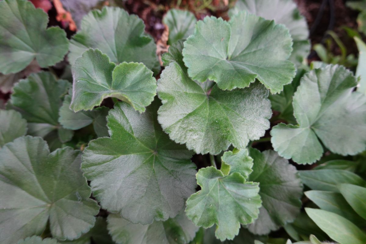 Dark green evergreen foliage