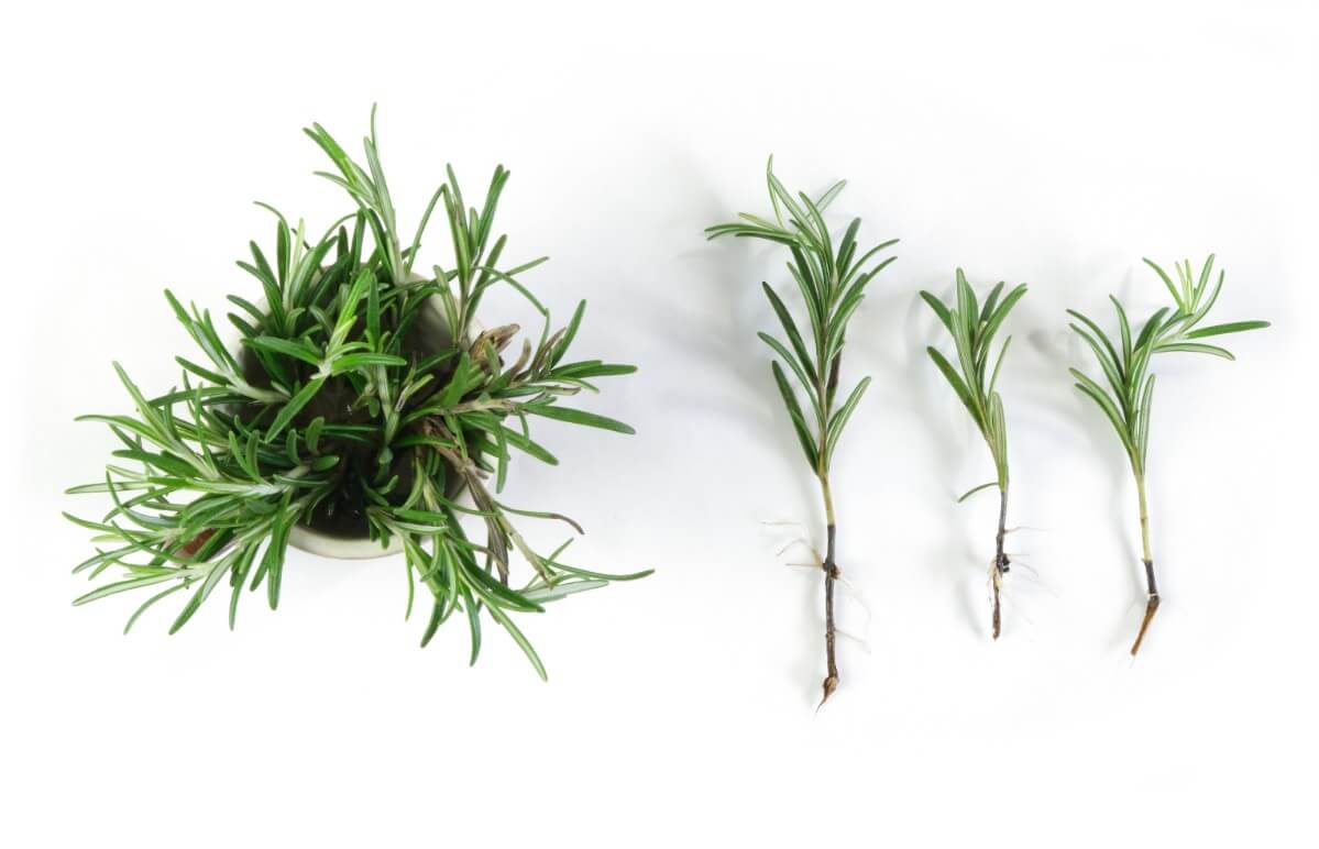 jar of rosemary shoots with prepared sections for rooting