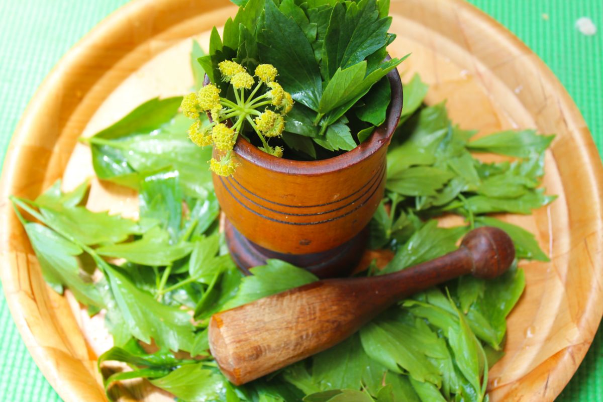 leaves of lovage in a mortar surrounded by leaves on a plate with a pestle