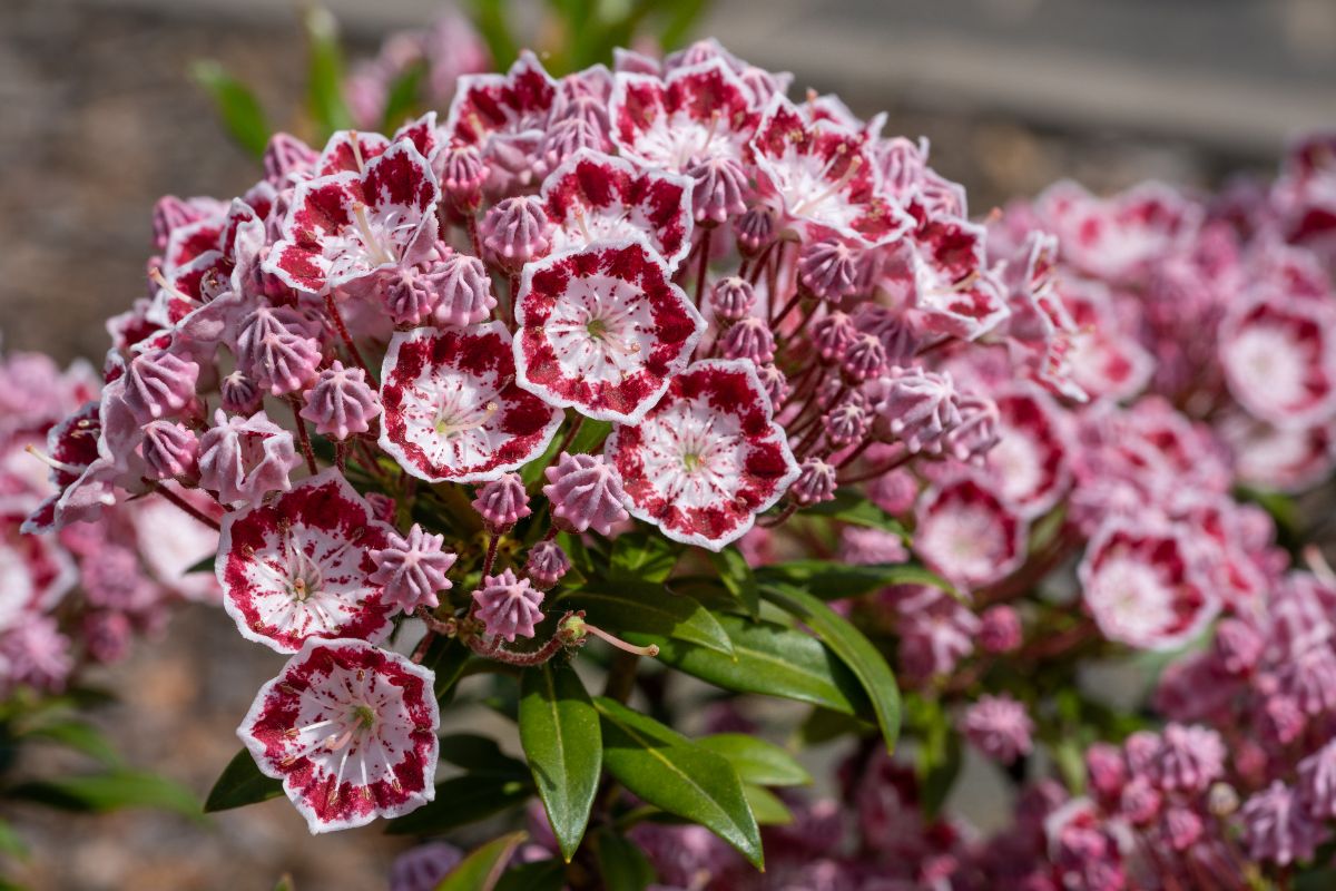 Kaleidoscope-like blossoms on a Mountain Laurel