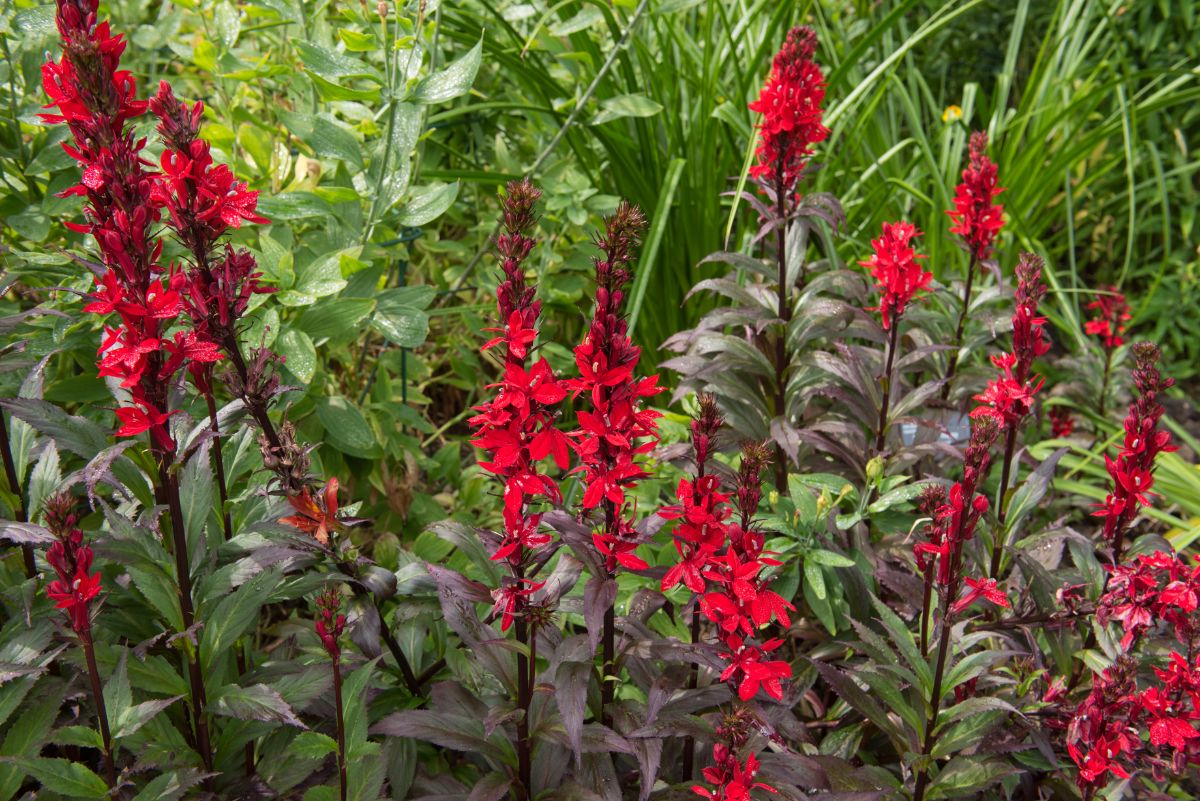 spikes of bright red flowers on Red Cardinal Flower plant