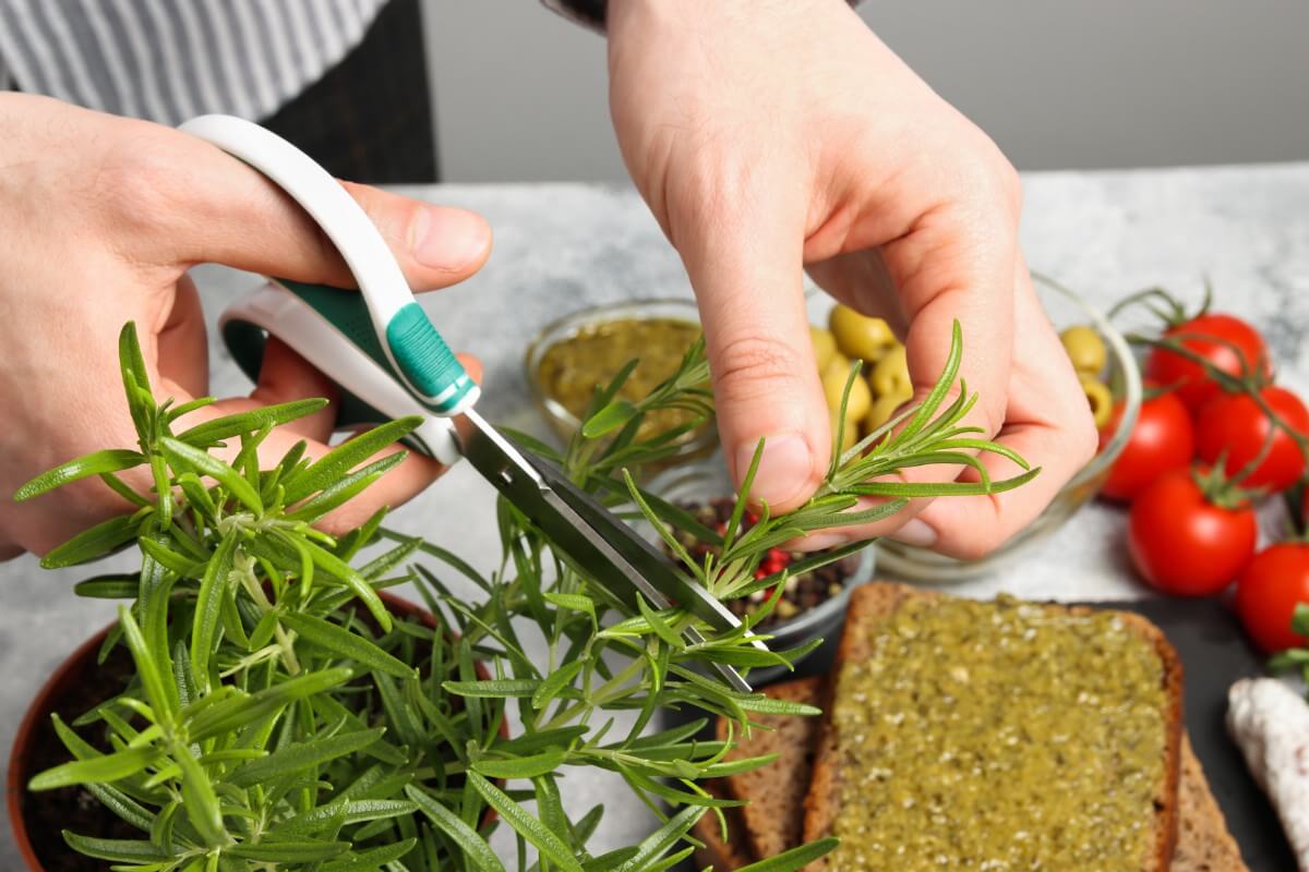 cutting a sprig of rosemary for cooking