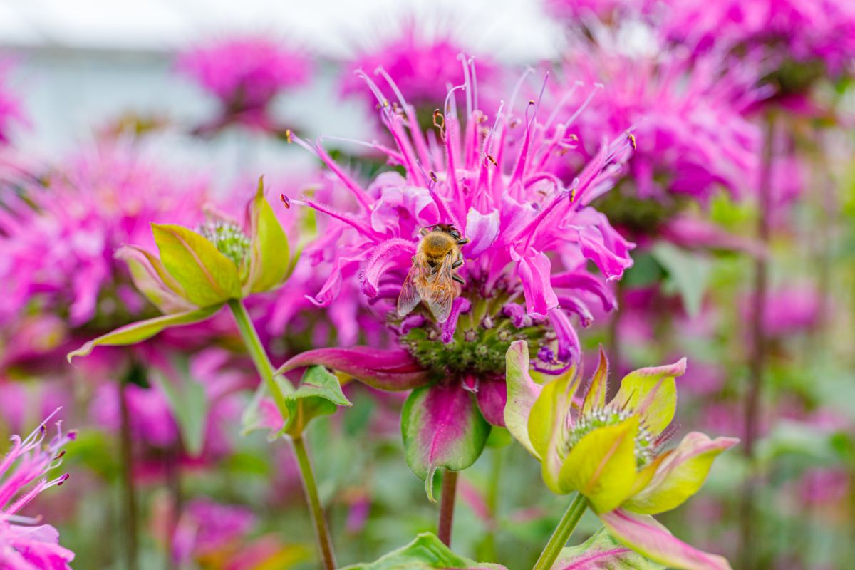 a honey bee on a bee balm flower