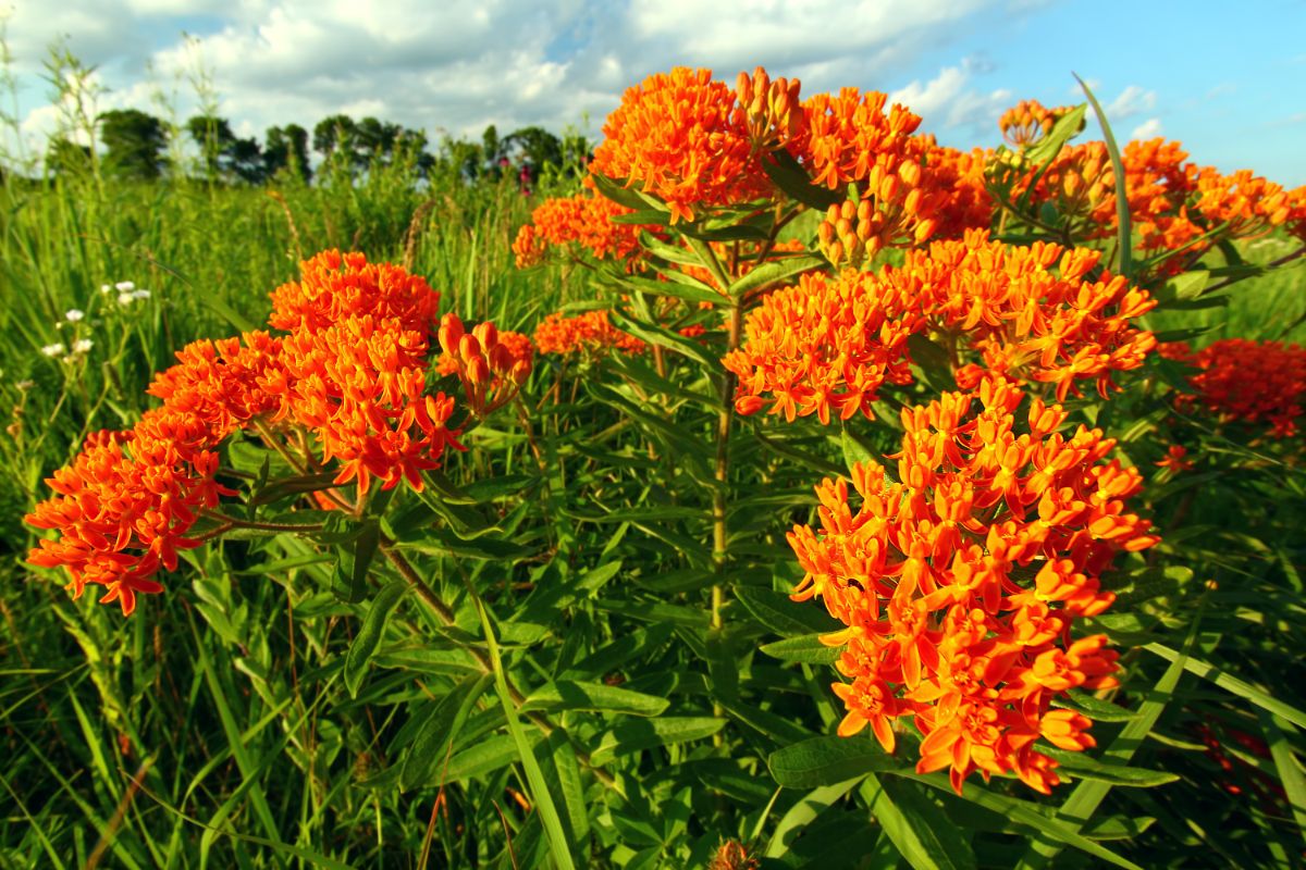 bright orange clusters of small flowers make up the flower heads on butterfly weed