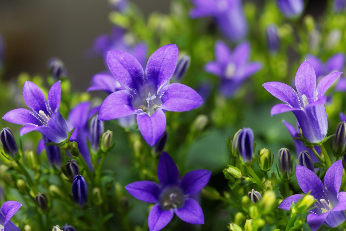 Purple star-shaped dalmatian bellflower