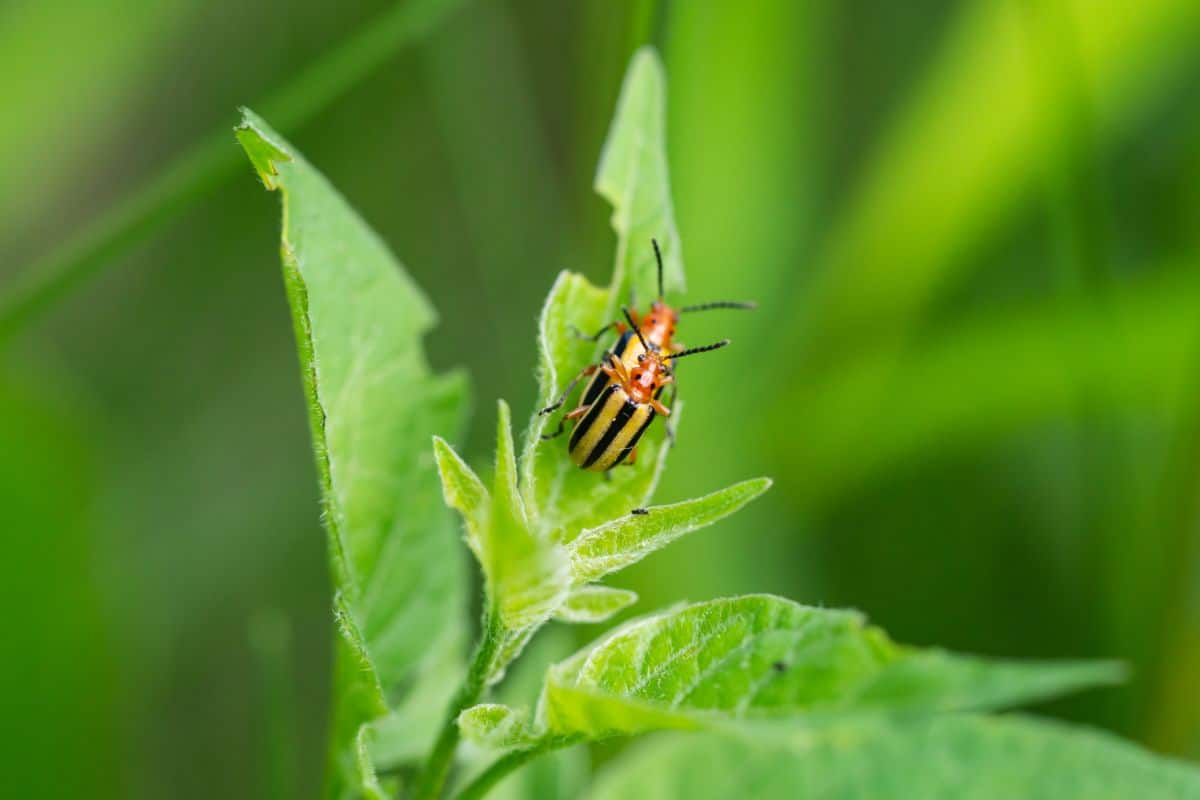 yellow and black striped potato beetle