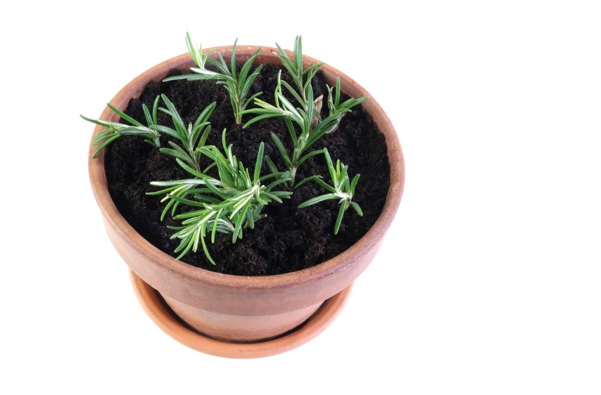 rosemary cuttings rooting in a terracotta pot