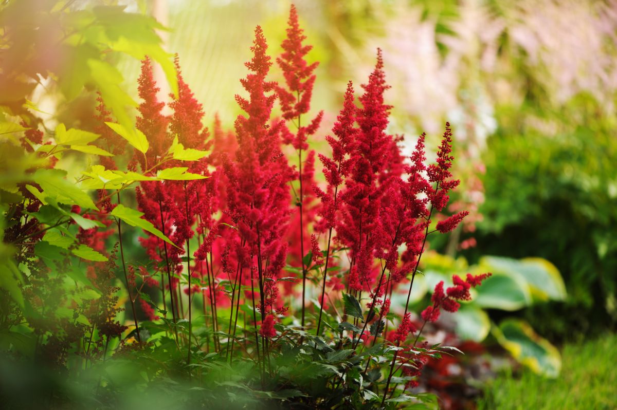 red spikes of Astilbe flowers