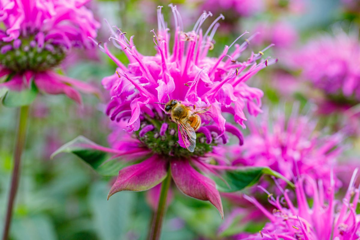 honey bee visiting a bright pink bee balm flower