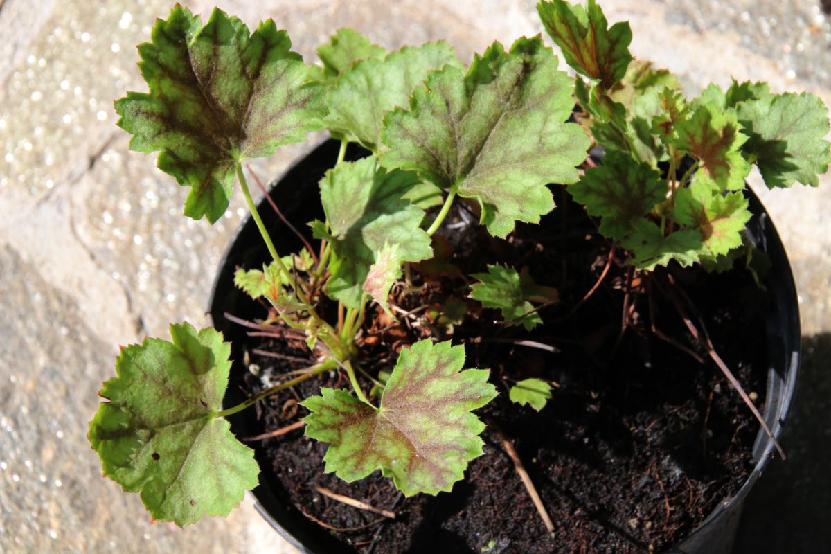 Potted Coral Bell plant ready to plant in the ground. 