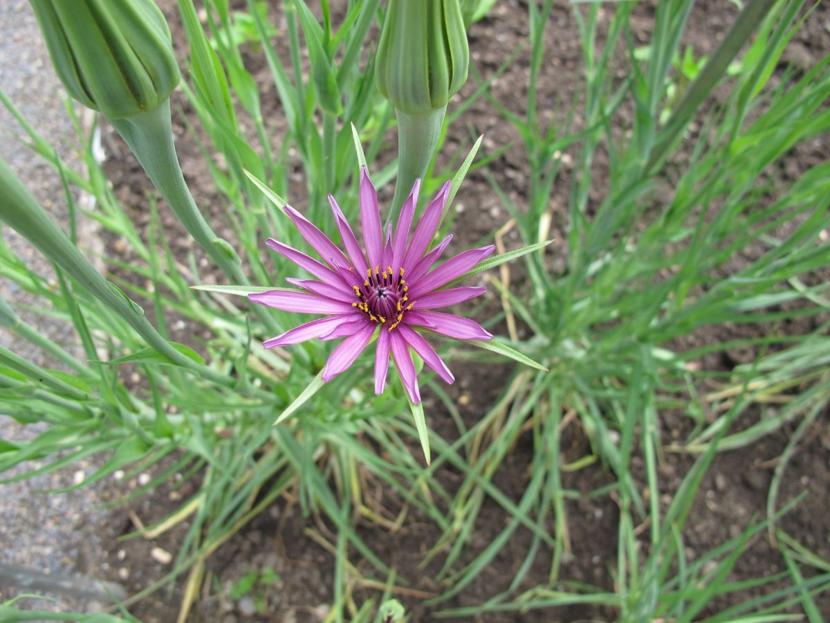 purple blossom salsify flower on grassy-leafed plant