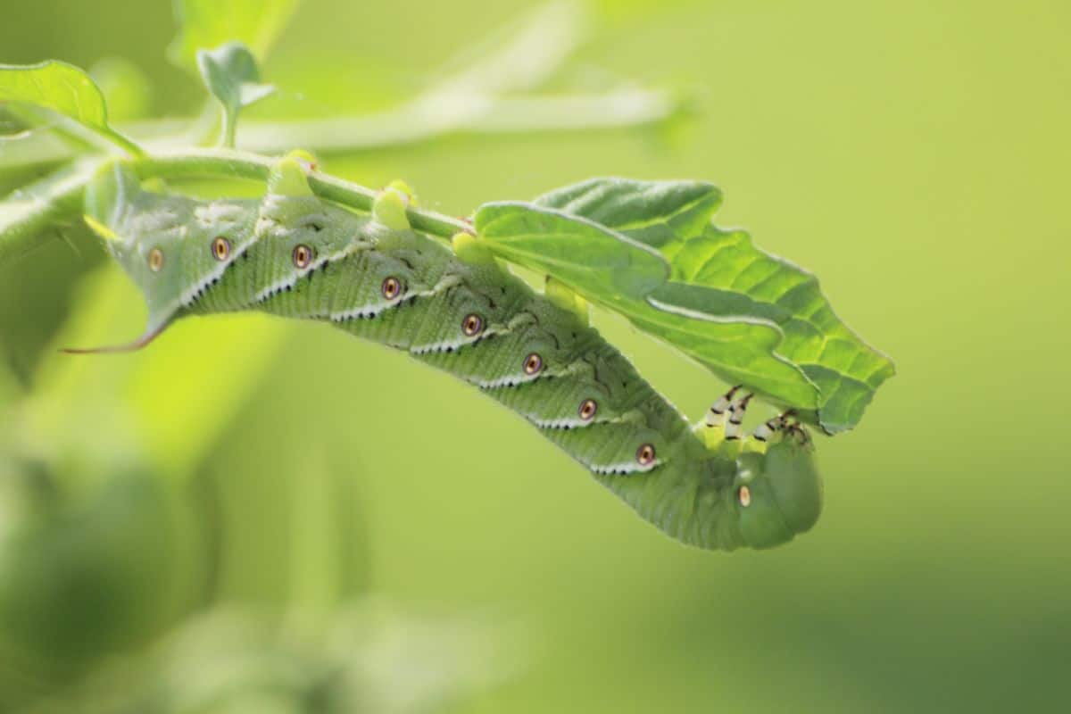 hornworm: large green worm with horn on its end