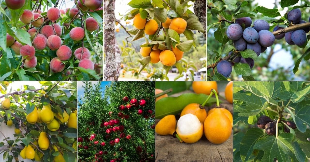Collage of images of low maintenance fruit trees.