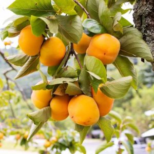 Ripe permison fruits hanging on a branch,