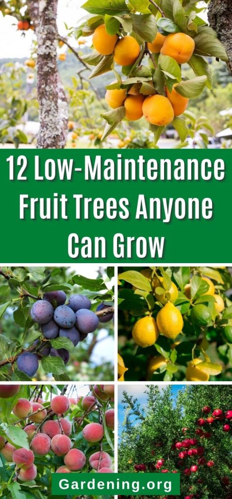 12 Low-Maintenance Fruit Trees Anyone Can Grow pinterest image.