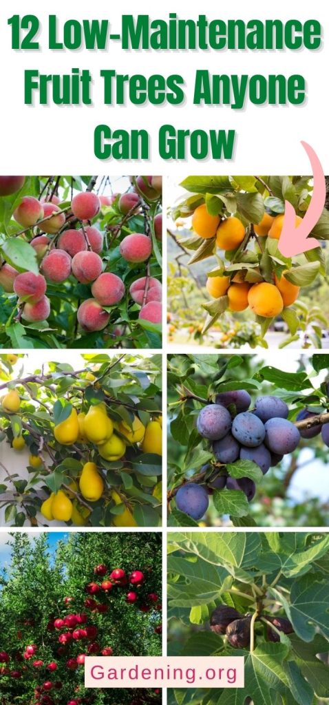 12 Low-Maintenance Fruit Trees Anyone Can Grow pinterest image.