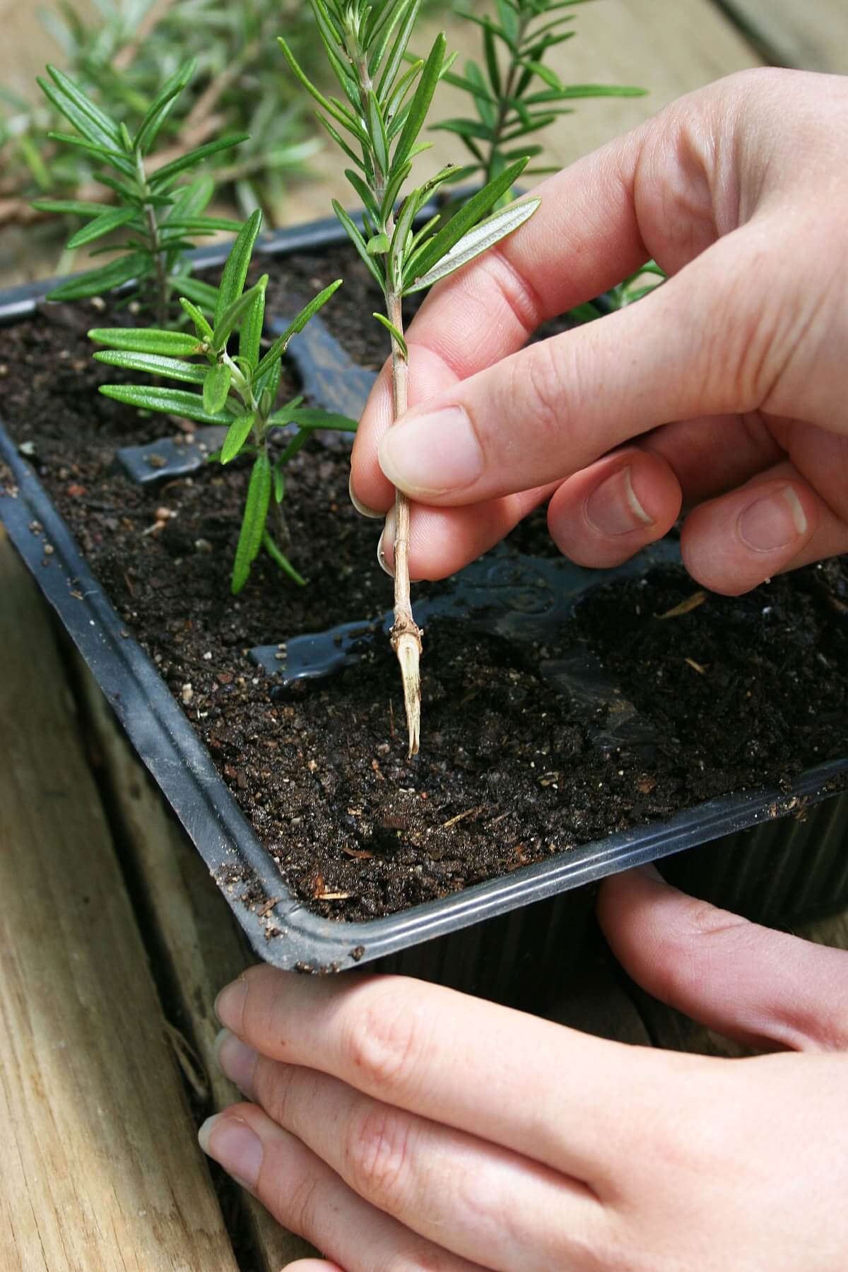 setting pointed end of cut rosemary into soil for rooting