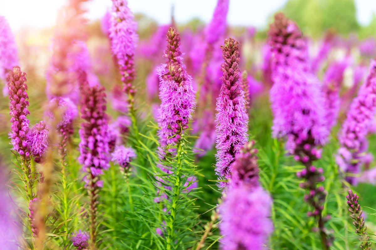 purple-flowered spikes on Blazing Star Liatrus.