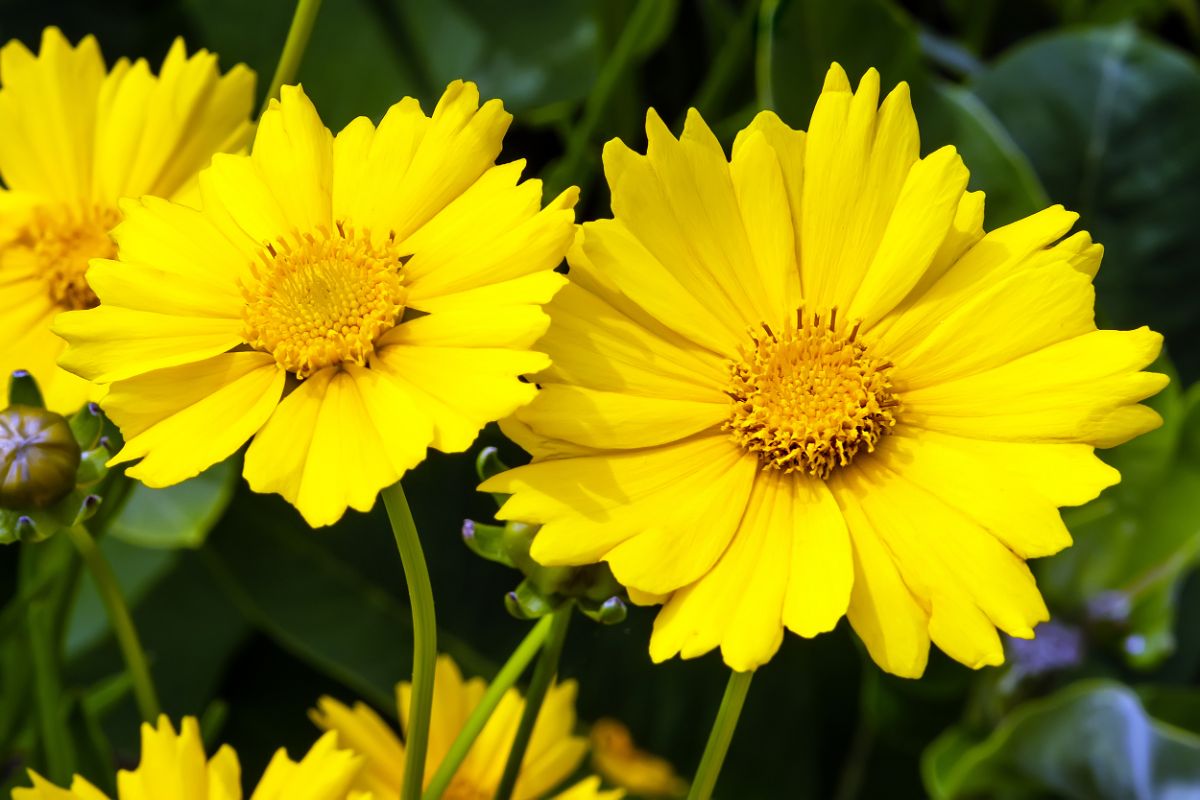 all yellow Tickseed flowers