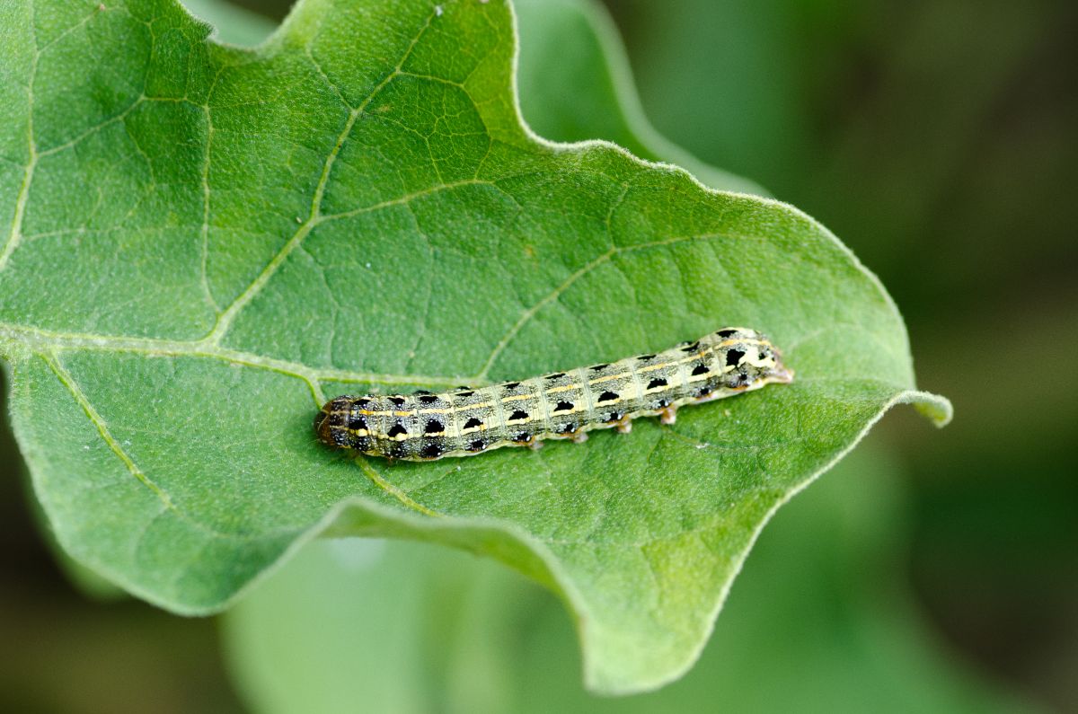 Cutworm on a leaf