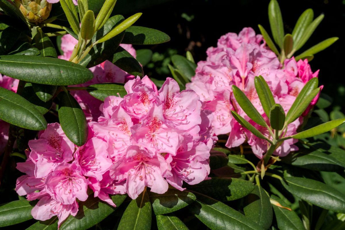 Pink blossoms on rhododendron bush