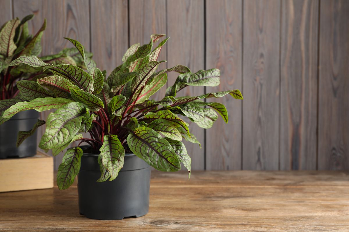 pot of perennial purple-red and green sorrel