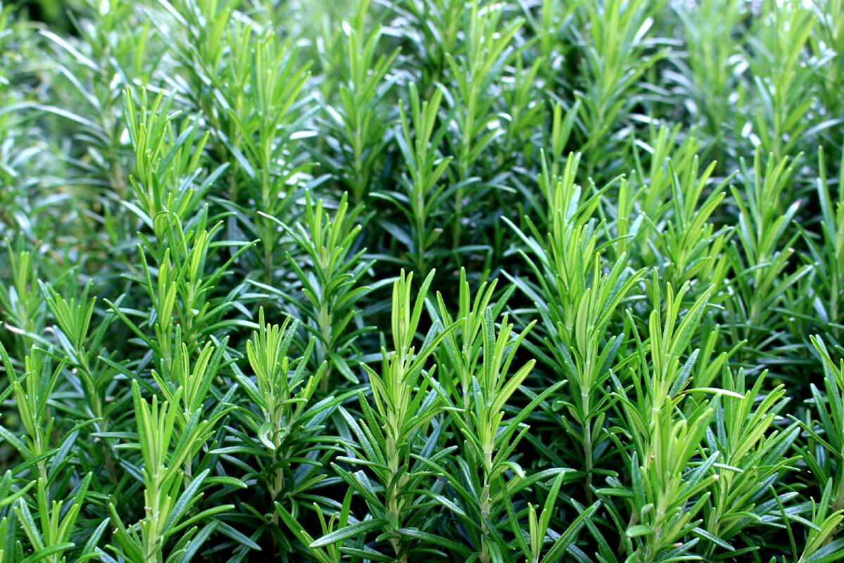 stand of healthy rosemary sprigs