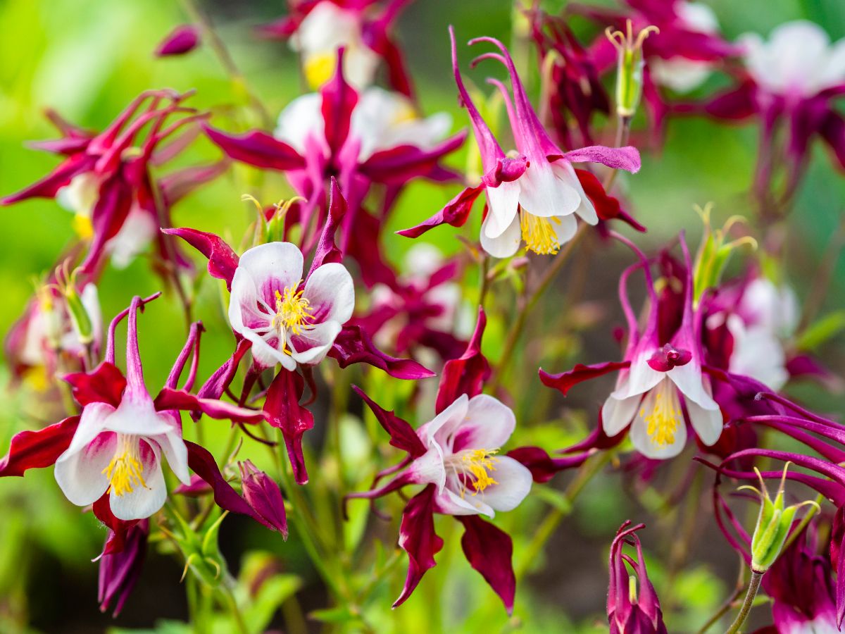 White and magenta columbine flowers