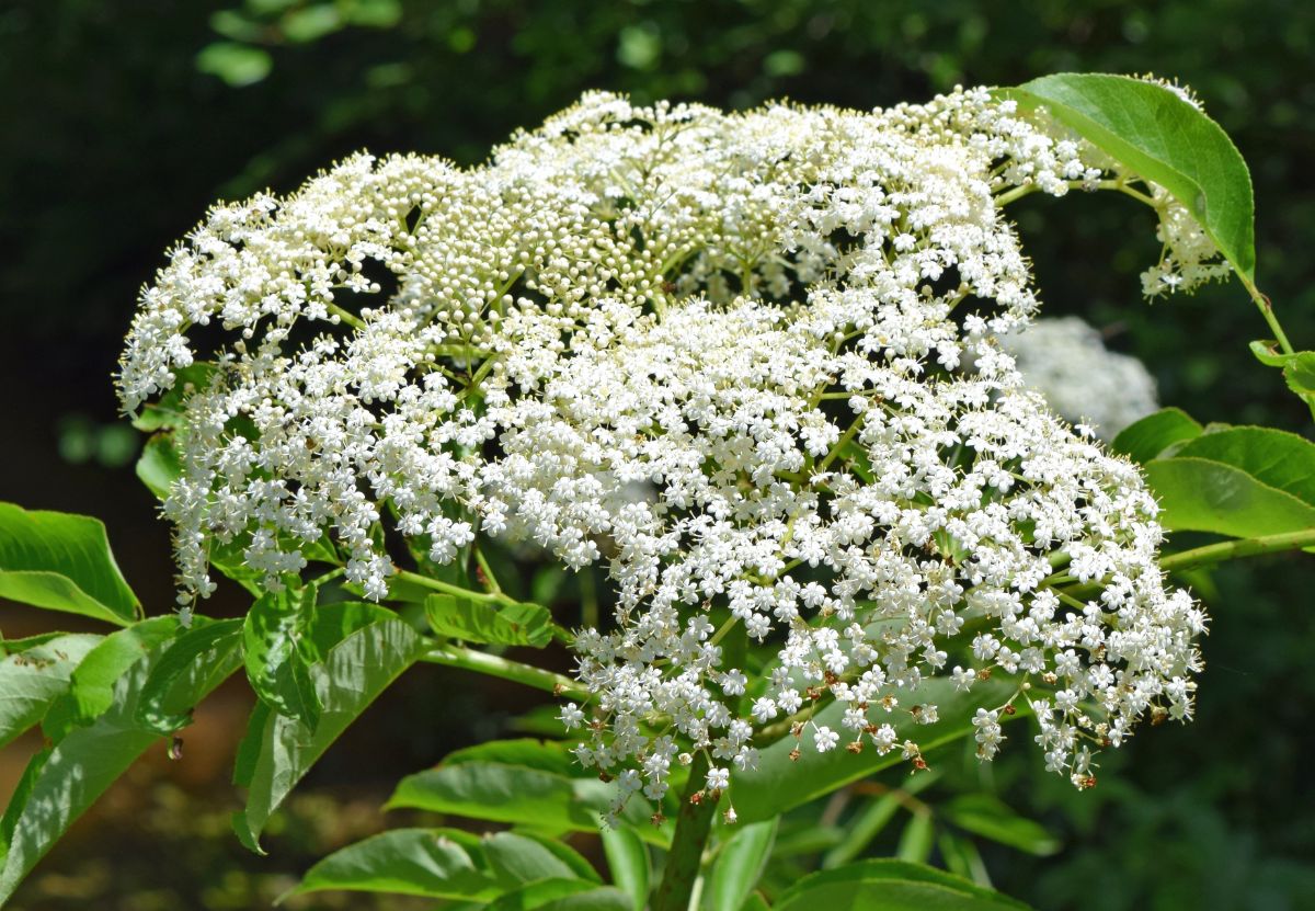 elderflower blossom on elderberry bush, the precursor to elderberries