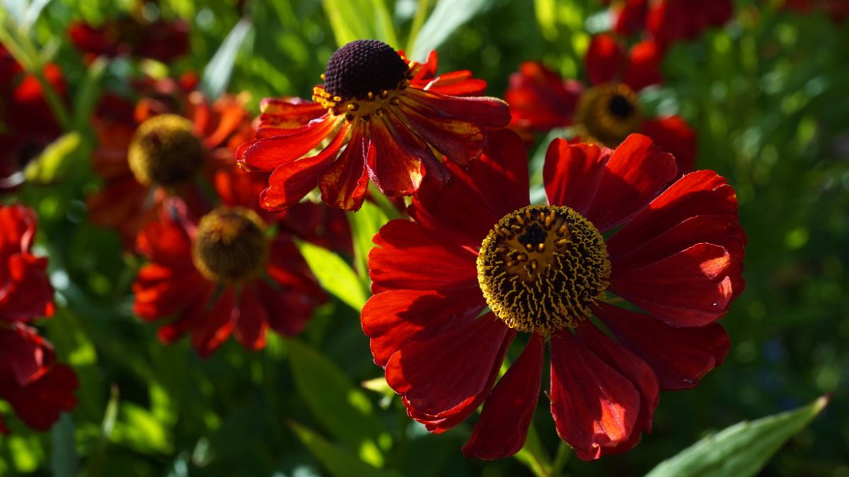 dark red Helenium or sneezeweed flower