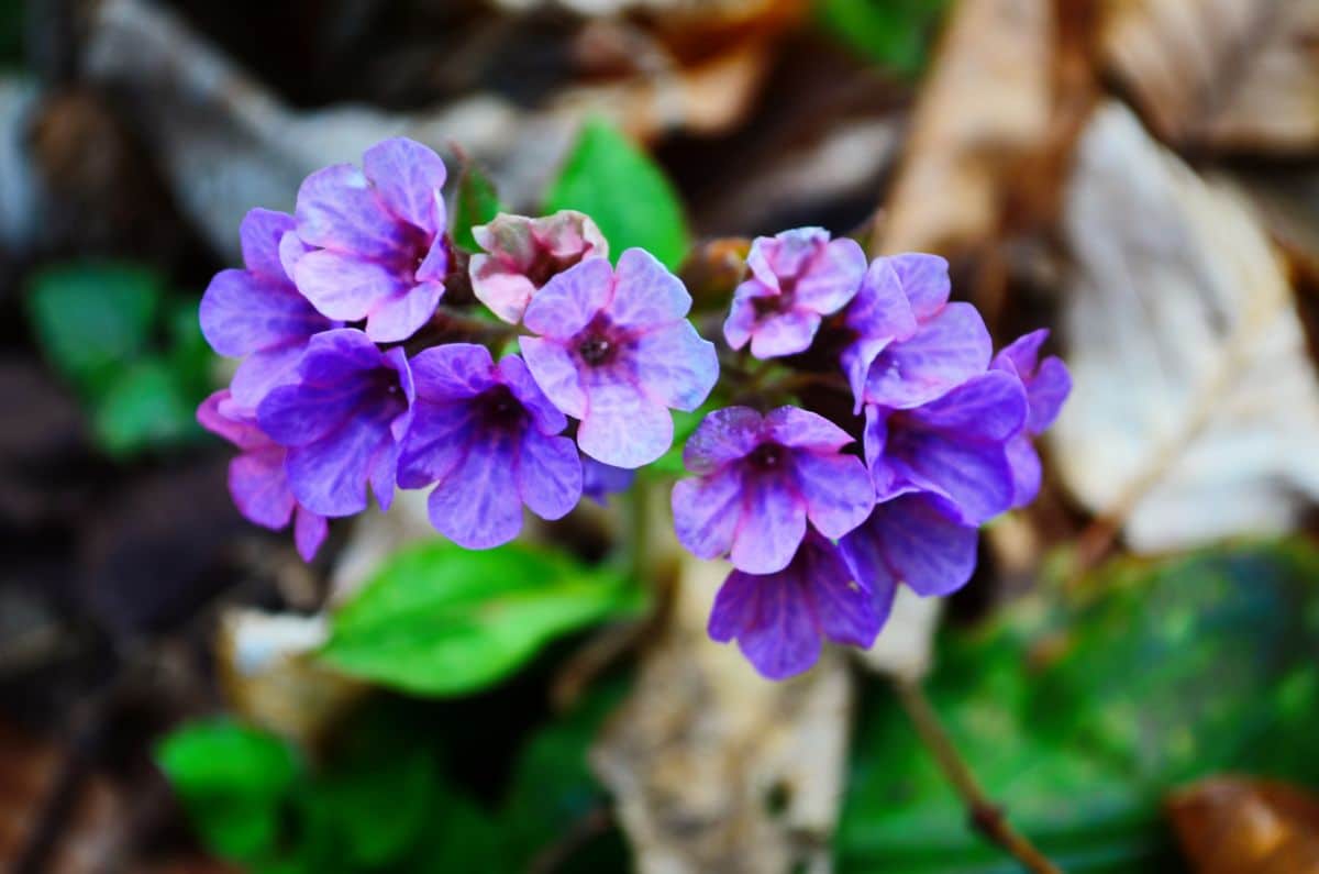 Purple-blue lungwort plant