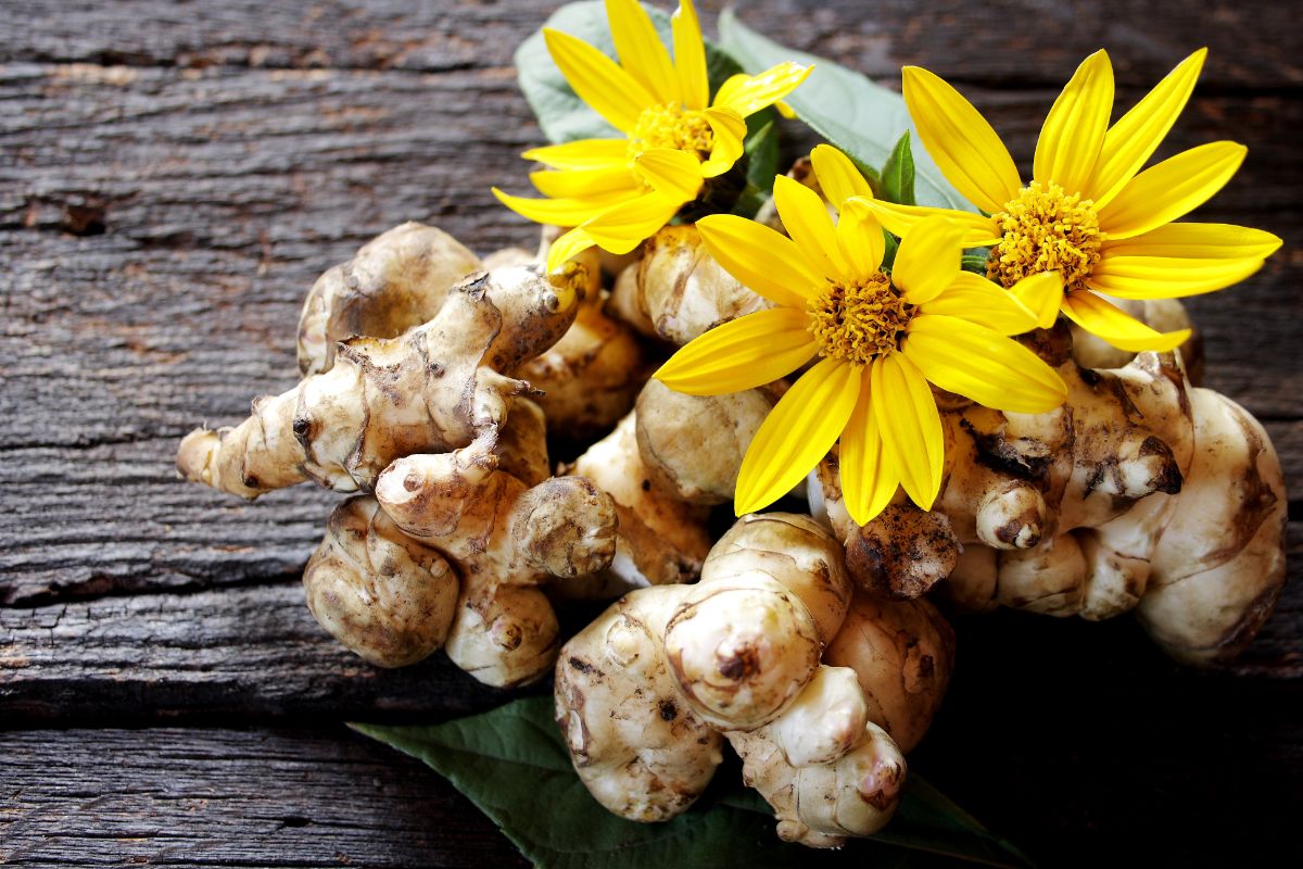 Jerusalem artichoke root with blossoms laid on top