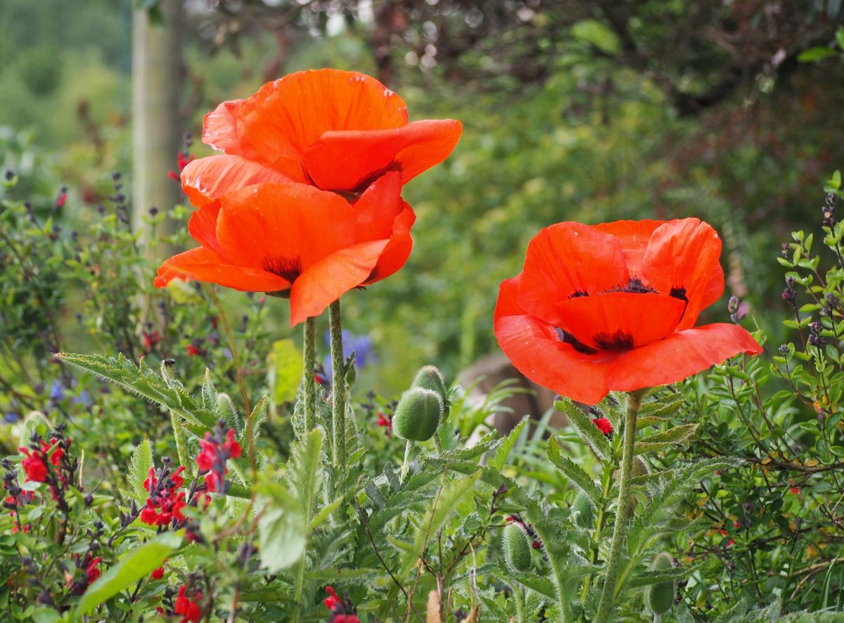 orange oriental poppy flowers