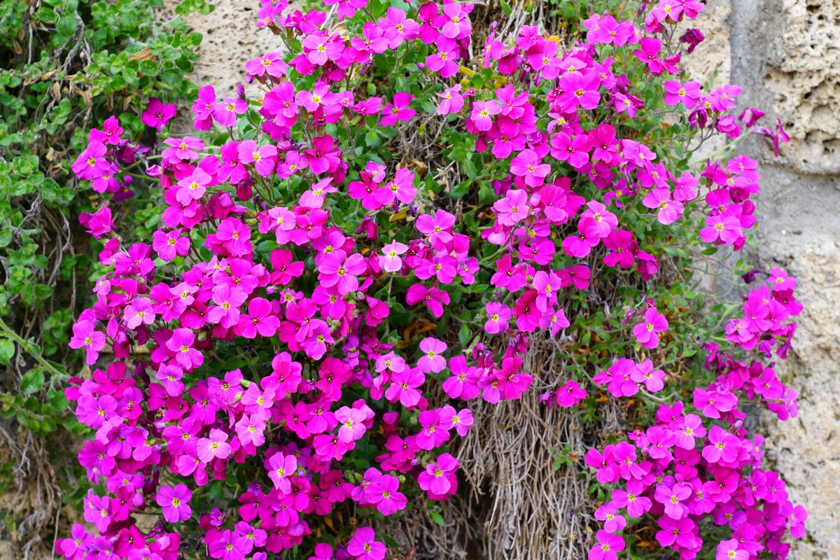 Bright pink trailing rock cress