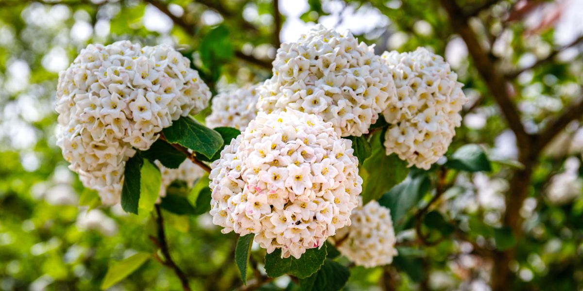snowball-like white viburnum flowers