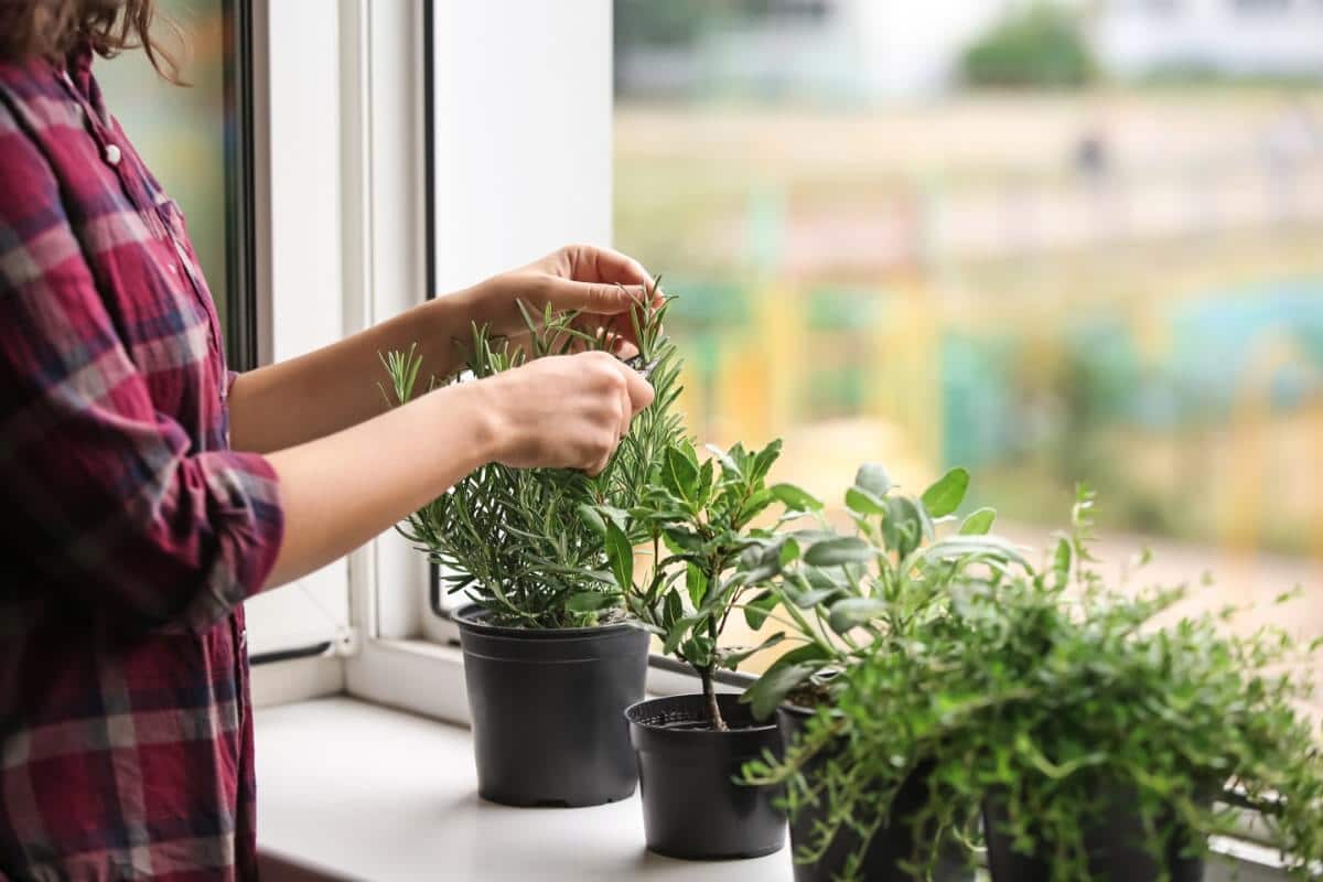 rosemary on a sunny windowsill with other indoor herbs