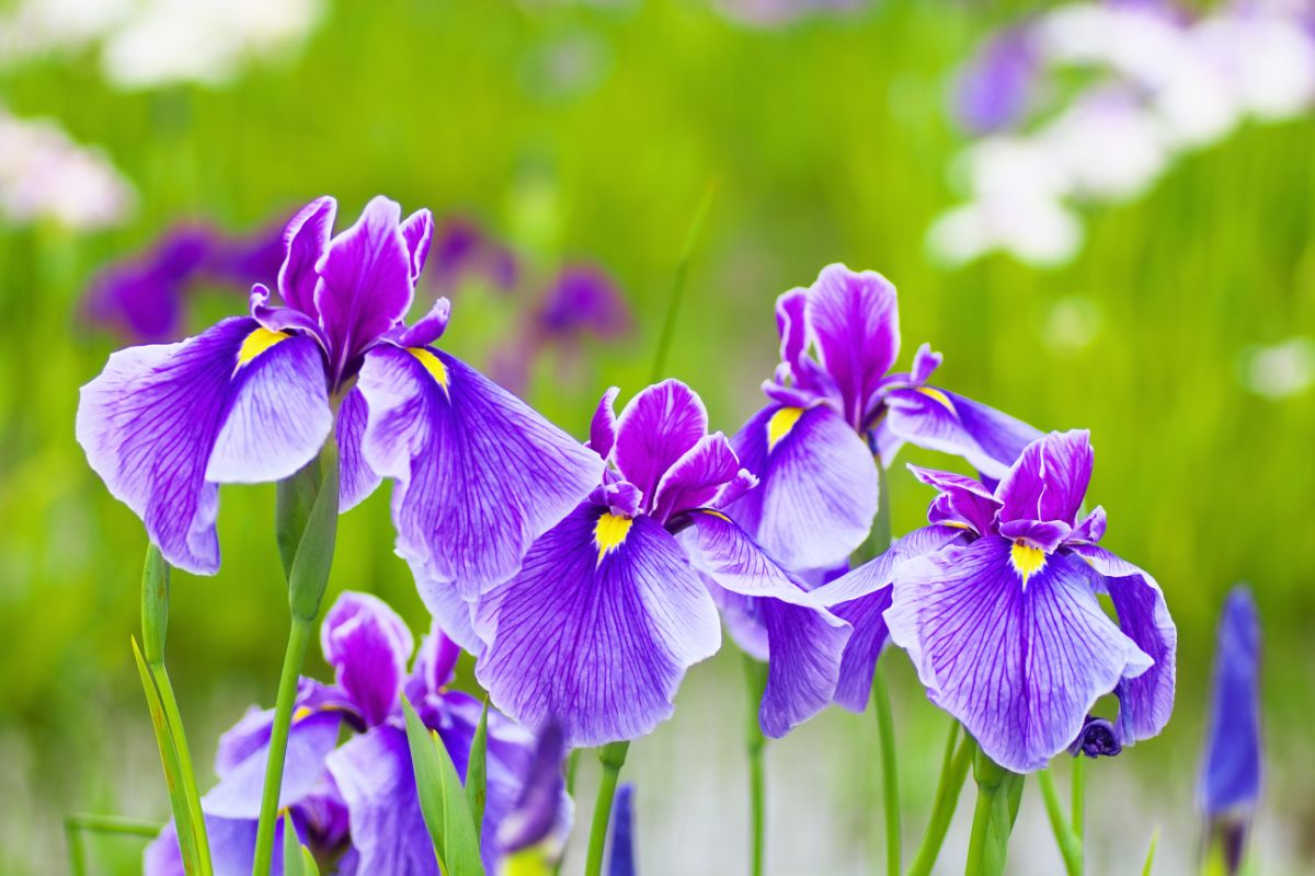 blue flag iris blossoms