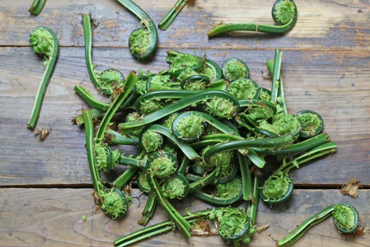 pile of cut spring fiddlehead fern heads