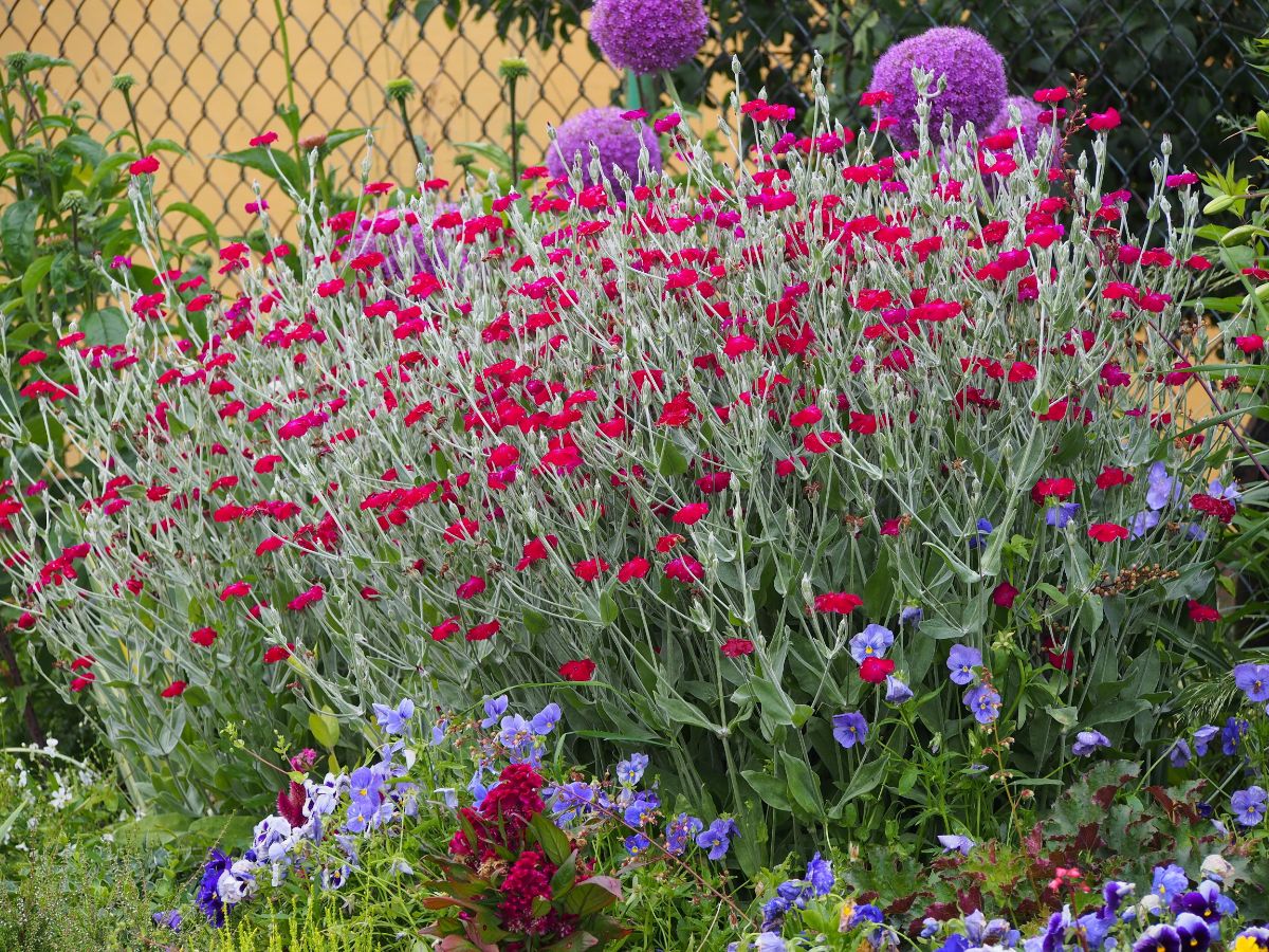 large cluster of pink-blossomed Rose Campion in bloom