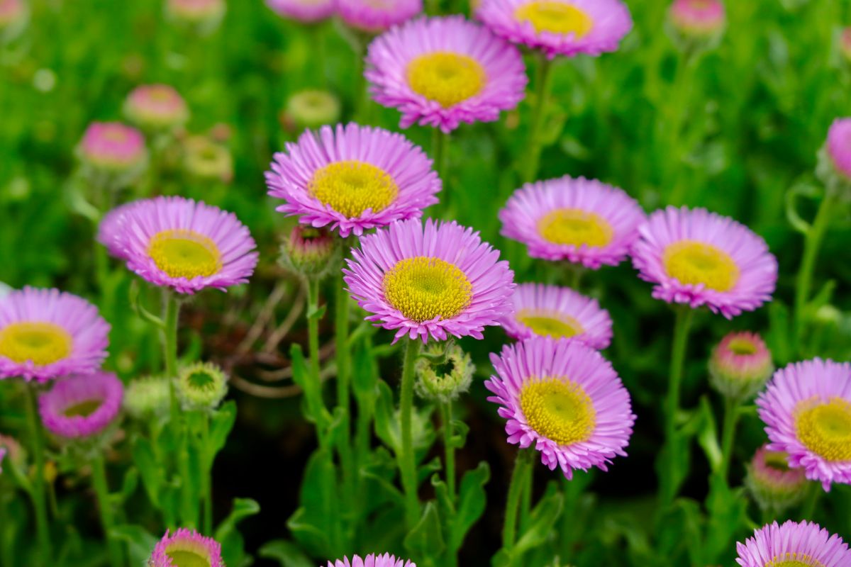 Yellow-centered purple-pink seaside daisy flowers
