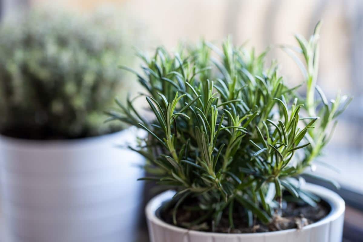 small, bushy rosemary plant in pot