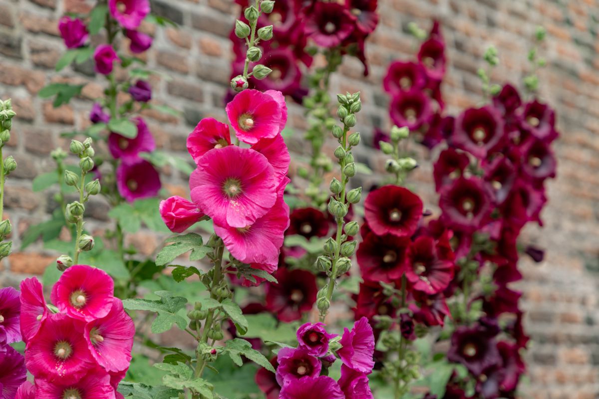 dark and lighter colored pink and magenta hollyhocks